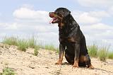 ROTTWEILER 323